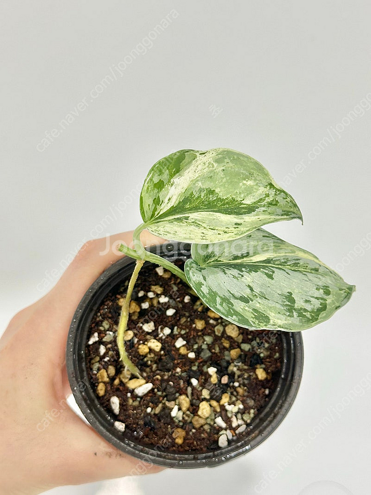 희귀식물 스킨답서스 피썬/피전/피젼--3